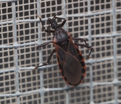 Triatoma rubida