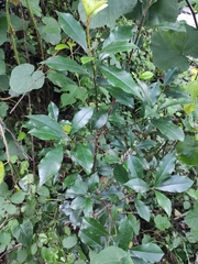 Photinia bodinieri