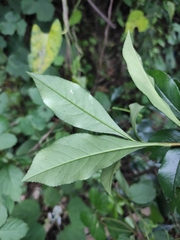 Photinia bodinieri