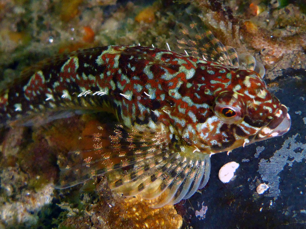 Saddleback Sculpin