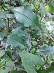 Photinia bodinieri