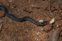 Reed-Like Kukri Snake photo 2