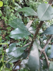Photinia bodinieri