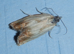 Eucosma umbrastriana