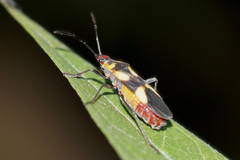 Oncopeltus cingulifer