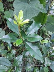 Photinia bodinieri