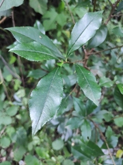 Photinia bodinieri