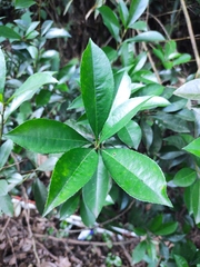 Photinia bodinieri