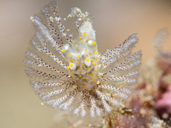 Thecacera