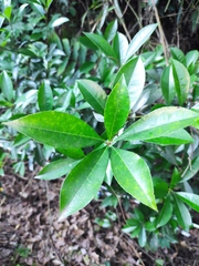 Photinia bodinieri