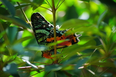 Chrysiridia rhipheus