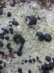 Mycoblastus affinis image
