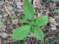Camptotheca acuminata