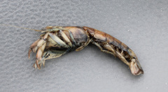 Upogebia