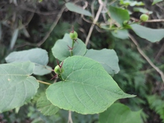 Alchornea hunanensis