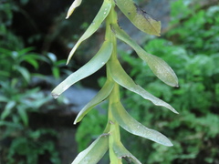 Thrixspermum pensile