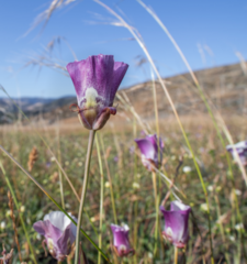 Calochortus argillosus