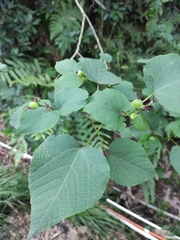 Alchornea hunanensis