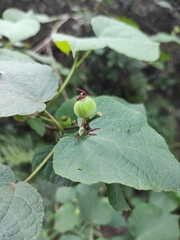 Alchornea hunanensis