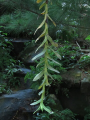 Thrixspermum pensile