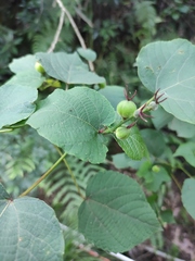 Alchornea hunanensis