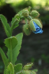 Meconopsis betonicifolia