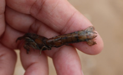 Upogebia