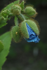 Meconopsis betonicifolia
