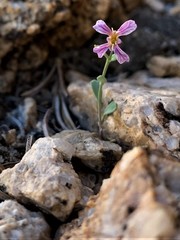 Streptanthus gracilis