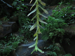 Thrixspermum pensile