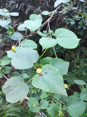 Alchornea hunanensis