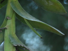 Thrixspermum pensile