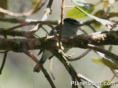 Pachyramphus