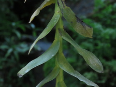 Thrixspermum pensile