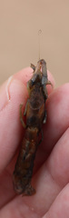 Upogebia