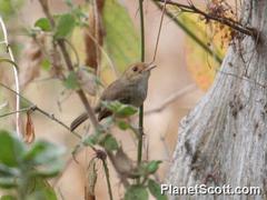 Euscarthmus fulviceps