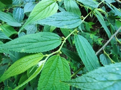 Trema cannabina