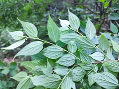 Trema cannabina