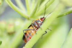 Oncopeltus cingulifer