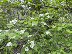 Crataegus coccinea