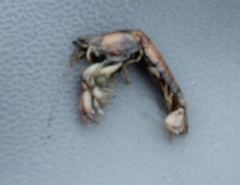 Upogebia