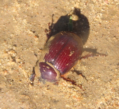 Orizabus pyriformis