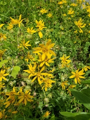 Engelmannia peristenia