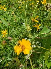 Engelmannia peristenia