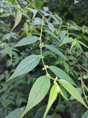 Trema cannabina