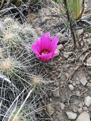 Echinocereus stramineus
