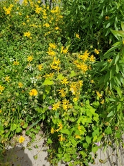 Engelmannia peristenia