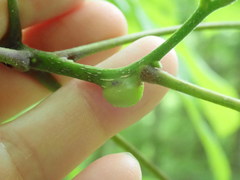 Phylloxera subelliptica