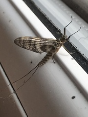 Ecdyonurus torrentis