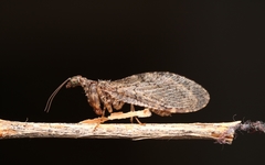 Plega dactylota